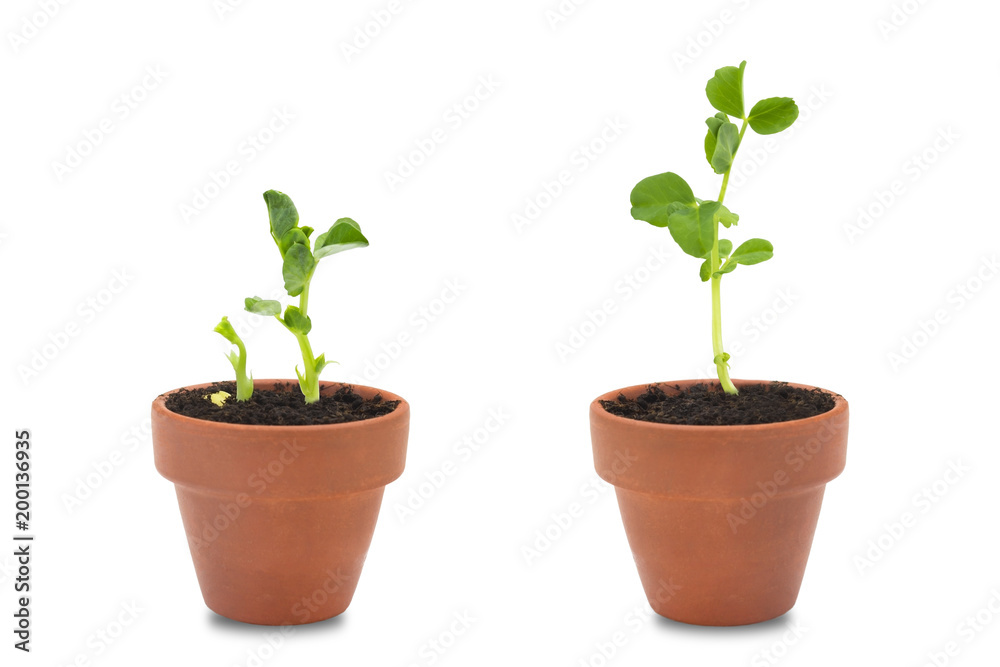 A set of two organic pea seeds germination. Green pea sprouts in clay ceramic unpainted pots ready for seedling. Spring background. Isolated on white. A set of two organic pea seeds germination. Green pea sprouts in clay ceramic unpainted pots ready for seedling. Spring background. Isolated on white.