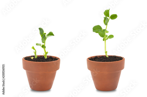 A set of two organic pea seeds germination. Green pea sprouts in clay ceramic unpainted pots ready for seedling. Spring background. Isolated on white.