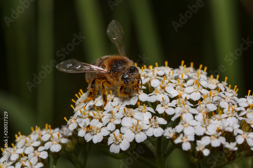 Honey-bee is gathering nectar from a yarrow flowers. Animals in wildlife.