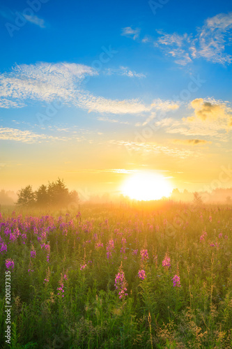 rural landscape with sunrise  and  blossoming meadow