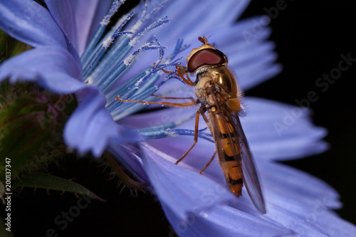 Hoverfly is gathering nectar from chicory flower. photo