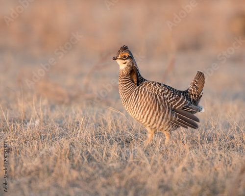 Greater Prairie Chicken