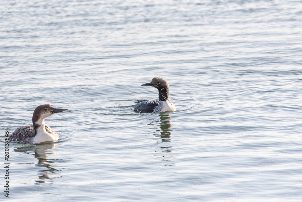 Fototapeta premium Black-throated diver (Gavia arctica) and Common Loon (Gavia Immer) in the sea