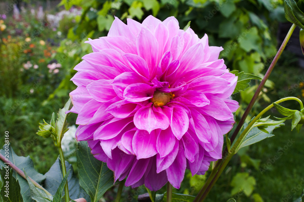 Fototapeta premium pink dahlia in garden