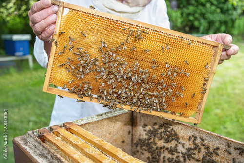 Imker hat Honigwaben mit Honig und Biene mit Teamarbeit