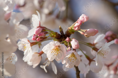 Cherry blossoms in spring day, Japan © 政昭 大橋