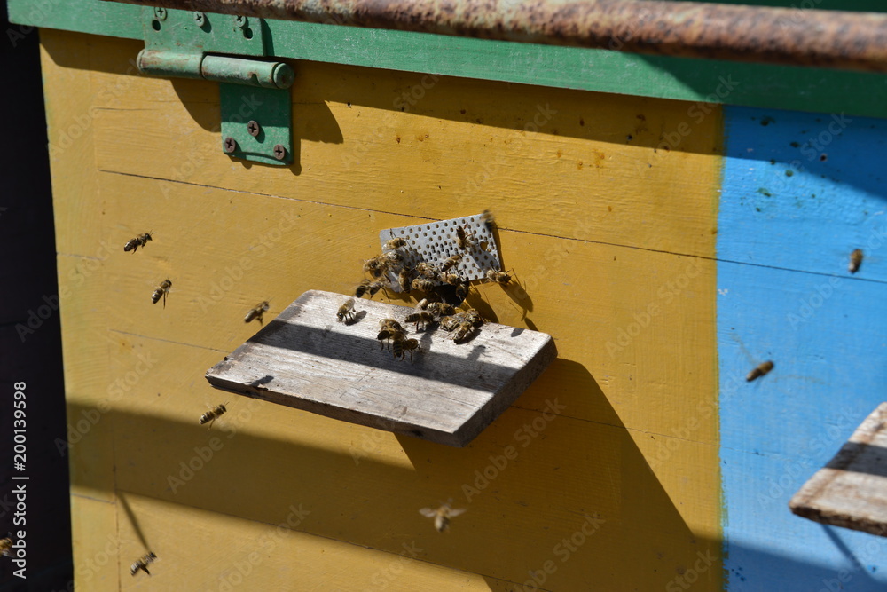 Bees in the apiary fly before the evidence on the board Bees in the apiary fly before the evidence on the board