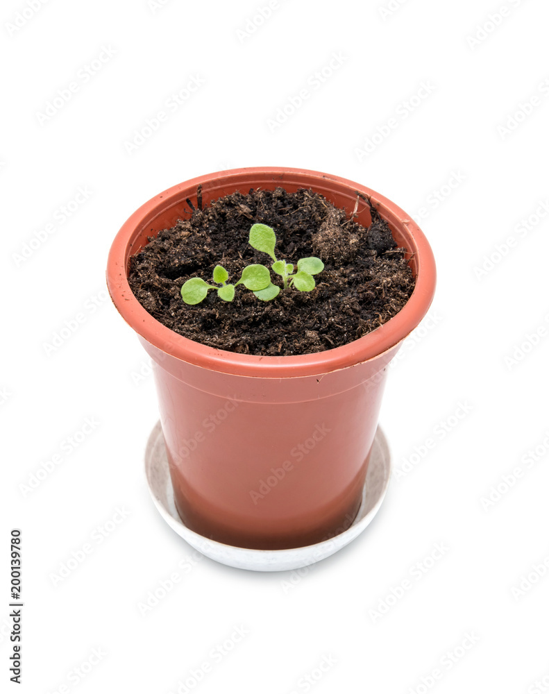 Growing flowers from seeds in a plastic pot