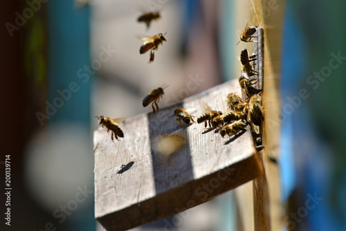 Bees in the apiary fly before the evidence on the board © andov