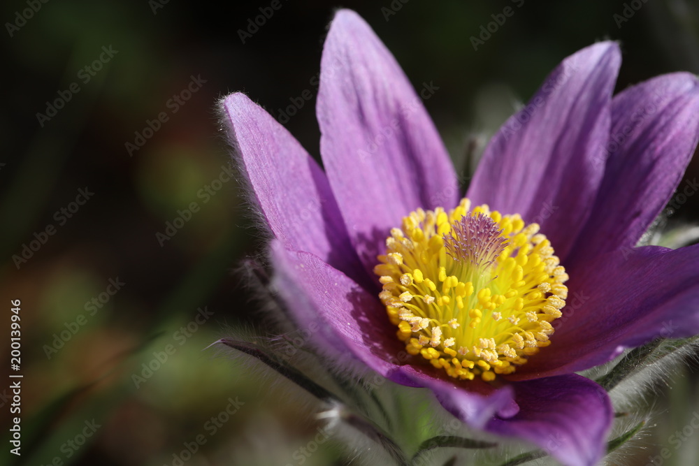 Blühende Küchenschelle Pulsatilla Vulgaris Blühende Küchenschelle Pulsatilla Vulgaris