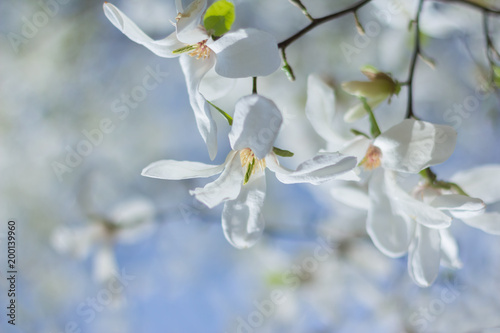 Fototapeta Naklejka Na Ścianę i Meble -  white magnolia flower