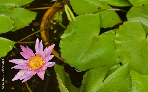 A pink water lotus in a pond in the grounds of Minh Huong in Hoi An, Vietnam

