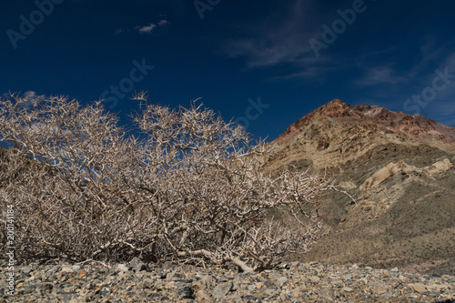 Titus Canyon  Grapevine Mountains  Mojave Desert  Death Valley National Park  California