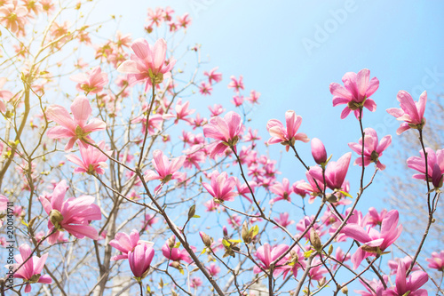 Blossoming pink magnolia and blue sky. Early spring. photo