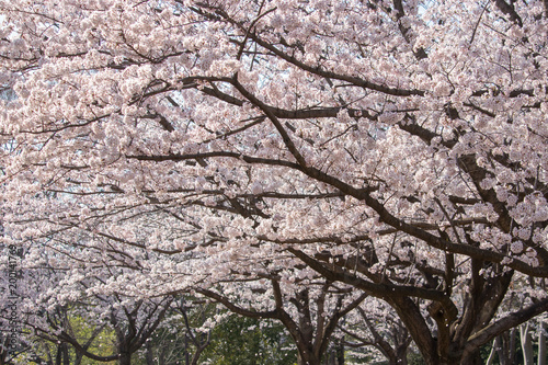 Cherry blossoms in spring day  Japan