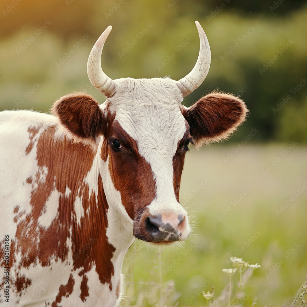 Portrait of a red - a white cow Portrait of a red - a white cow