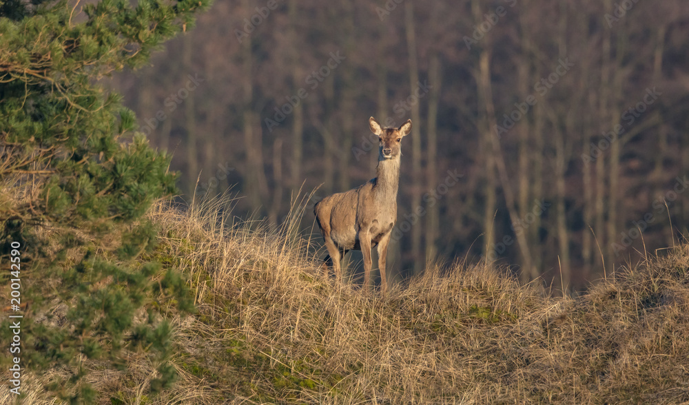 Fototapeta premium rotwild