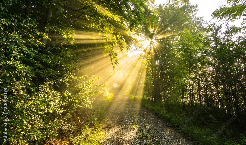 wald weg sonne wald weg sonne