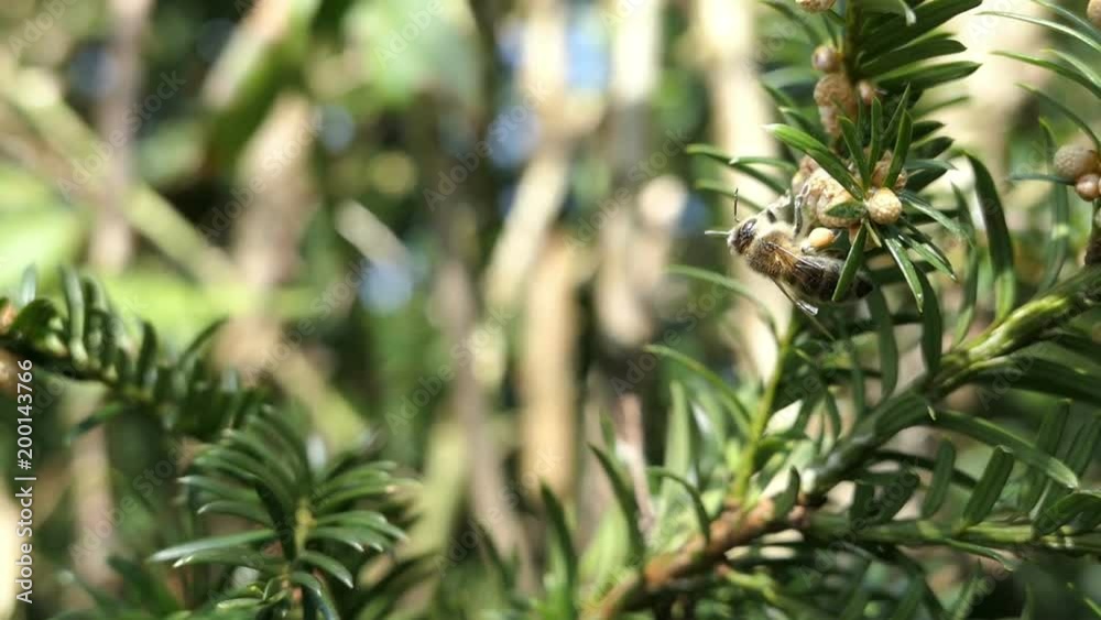 honey bee looking for pollen on male european yew (Taxus baccata) honey bee looking for pollen on male european yew (Taxus baccata)
