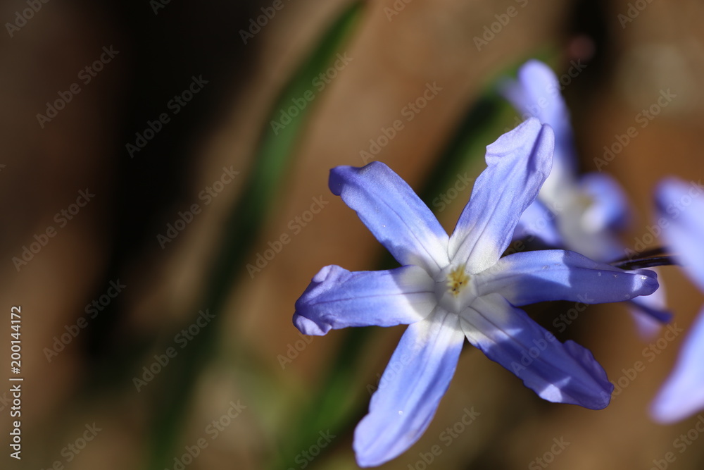 Scilla Blaustern Scilla Blaustern