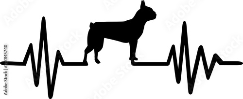 Boston terrier heartbeat