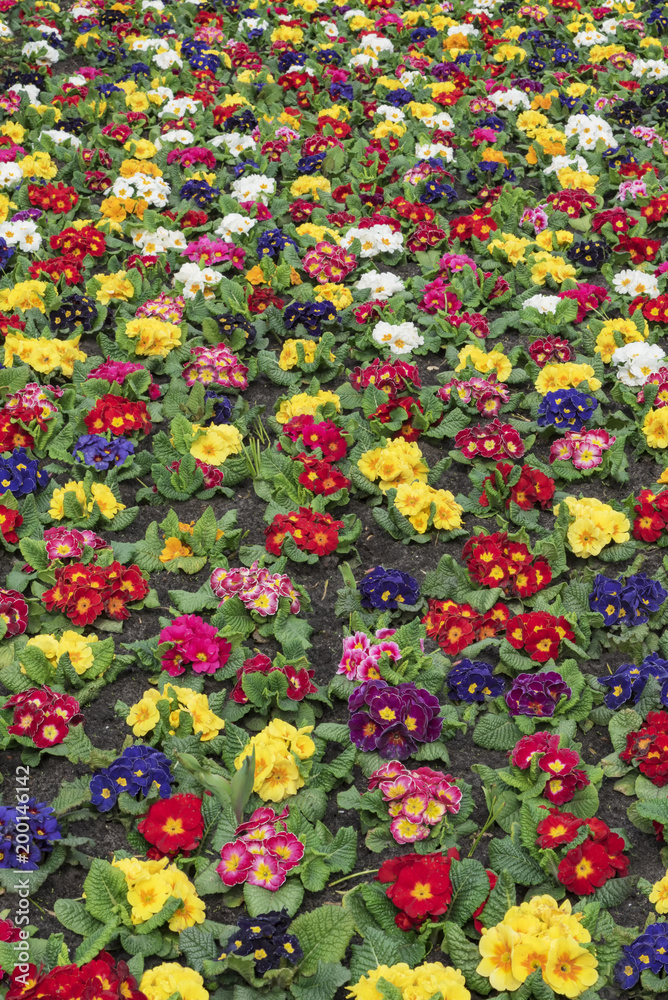 Multi-color field of endless spring  pansy, nasturtium flower, or garnish flowers filling the ground of the city in The Hague, Netherlands