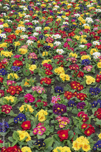 Multi-color field of endless spring  pansy, nasturtium flower, or garnish flowers filling the ground of the city in The Hague, Netherlands © Ankor light
