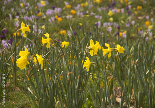 daffodils with a background of crocuses