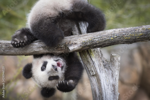 Yuan Meng Baby panda cute  © bgspix