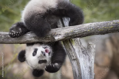 Obraz Słodka panda Yuan Meng Baby