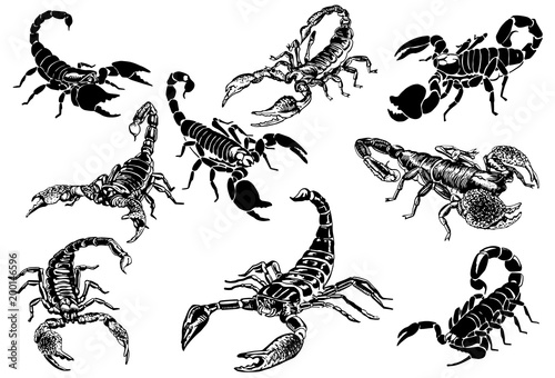 Graphical set of scorpions isolated on white background,vector sketchy illustration,tattoo