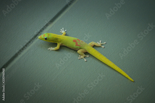 Gecko