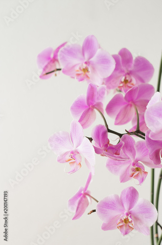 Pink orchid phalaenopsis on a light background. Flowering orchids.