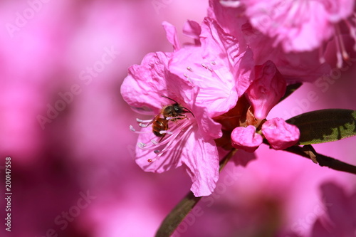 Bestäubung / Insekt auf der Blüte