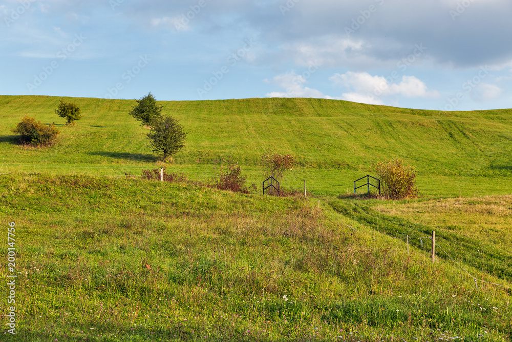 Fototapeta premium rural pasture landscape