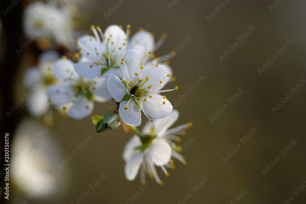beautiful white flowers in small droplets of morning dew beautiful white flowers in small droplets of morning dew
