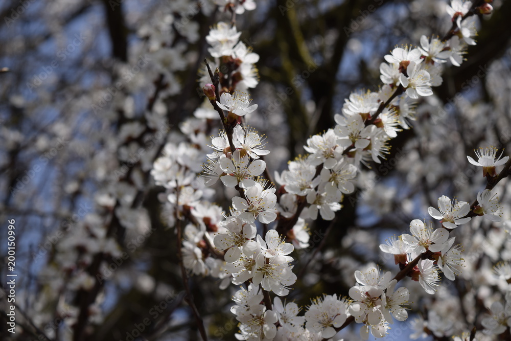 Spring flowering trees. Pollination of flowers of apricot. Blooming wild apricot in the garden Spring flowering trees. Pollination of flowers of apricot. Blooming wild apricot in the garden