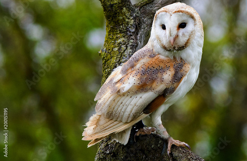 Solitary Barn Owl Perched on a large branch with a natural green bush background photo