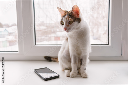 Kitten sits on a windowsill and looks at the screen of the smartphone