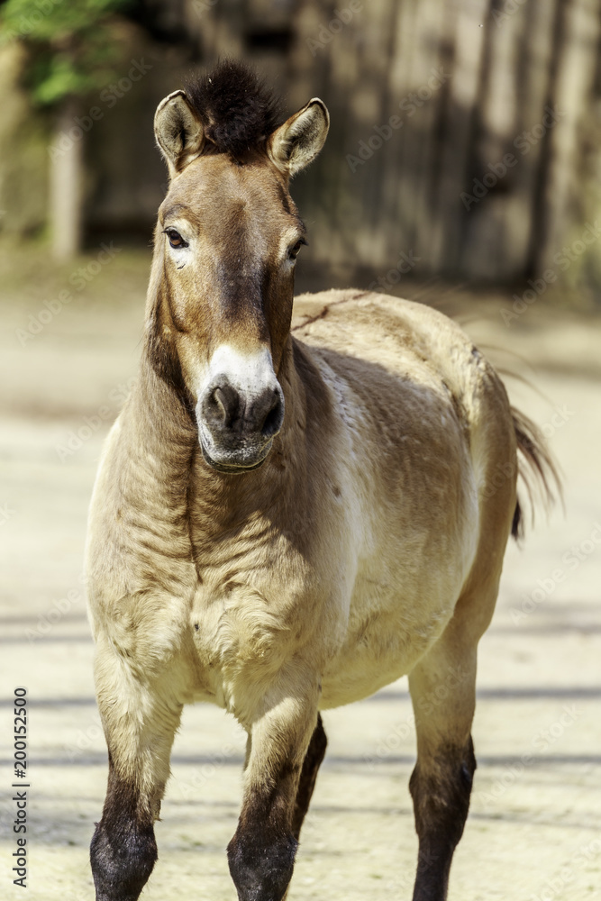 Equus ferus przewalskii, Przewalski's horse Equus ferus przewalskii, Przewalski's horse