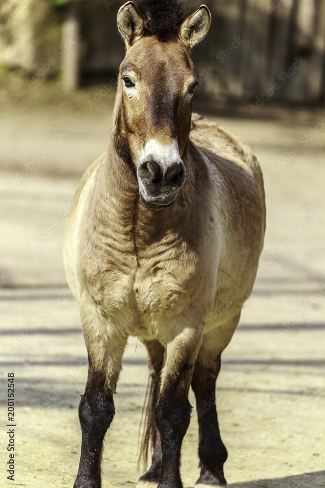 Equus ferus przewalskii, Przewalski's horse Equus ferus przewalskii, Przewalski's horse