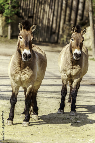 Fototapeta Naklejka Na Ścianę i Meble -  Equus ferus przewalskii, Przewalski's horse