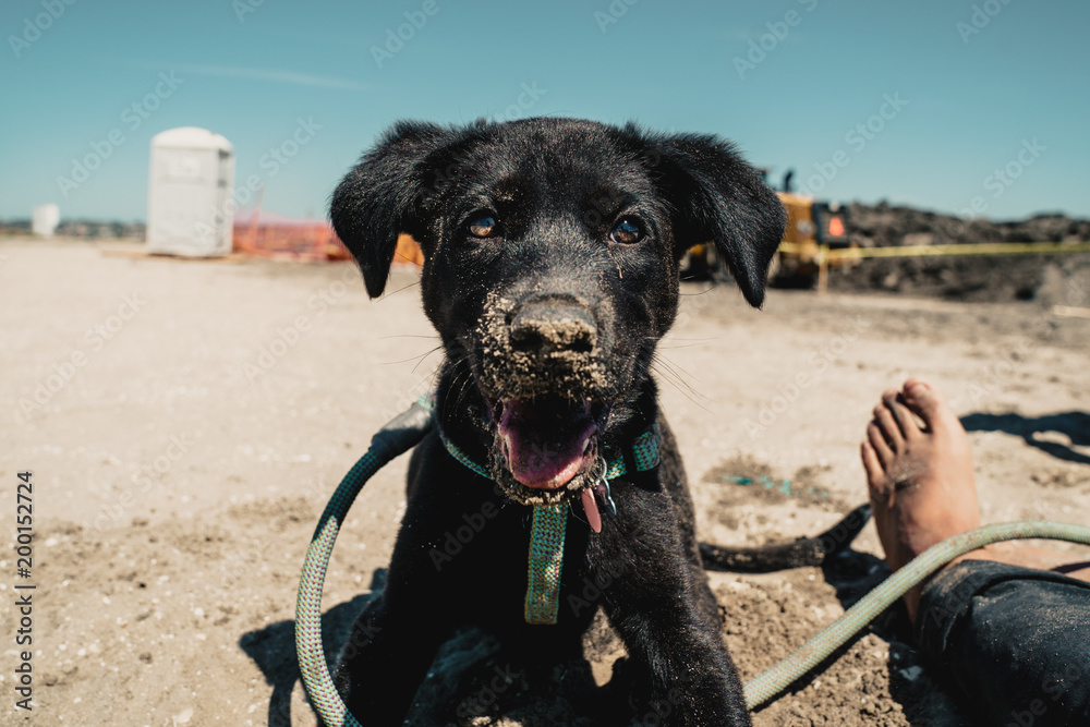 Puppy Puppy