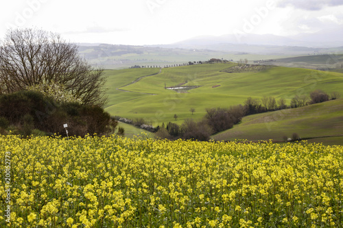 Fototapeta Naklejka Na Ścianę i Meble -  Tuscany landscape 