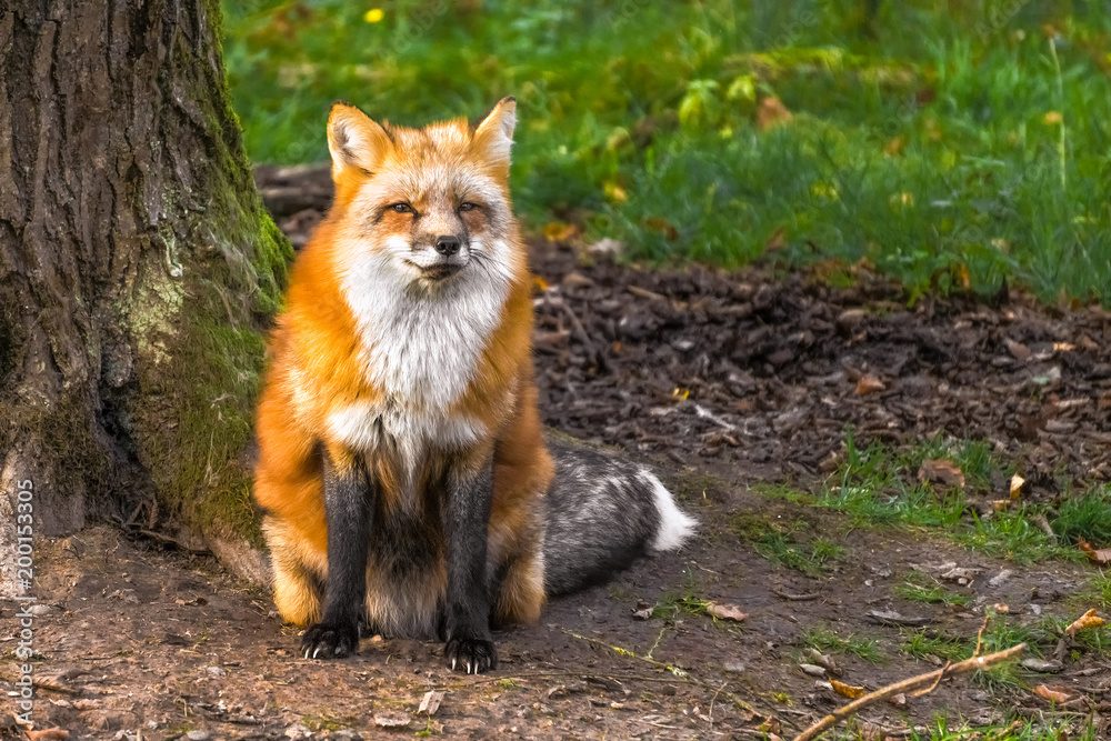 Obraz premium Beautiful red fox (vulpes vulpes) in a forest, France.