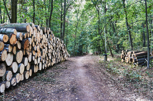 A pile of cut tree trunks and a Forest Road in Poland