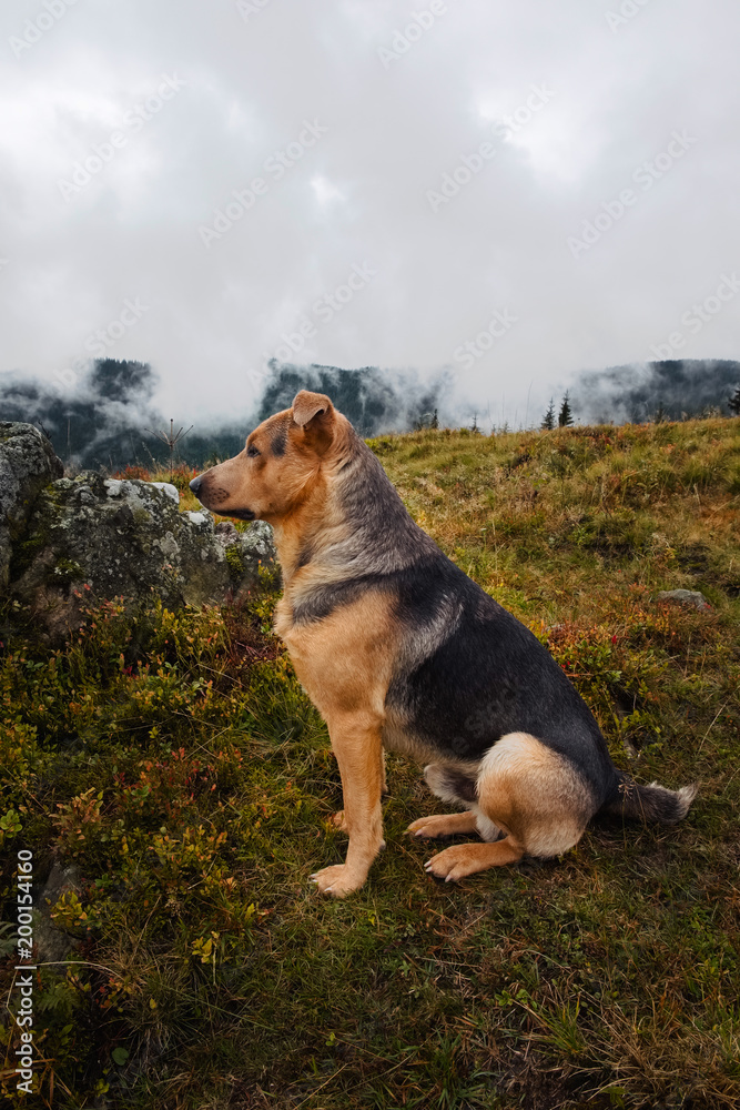 Unusual guide in Carpathian mountains Unusual guide in Carpathian mountains