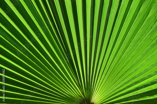 Bright green palm frond close up with striped pattern.
