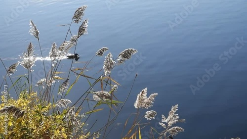 ducks swimming across sunlit water