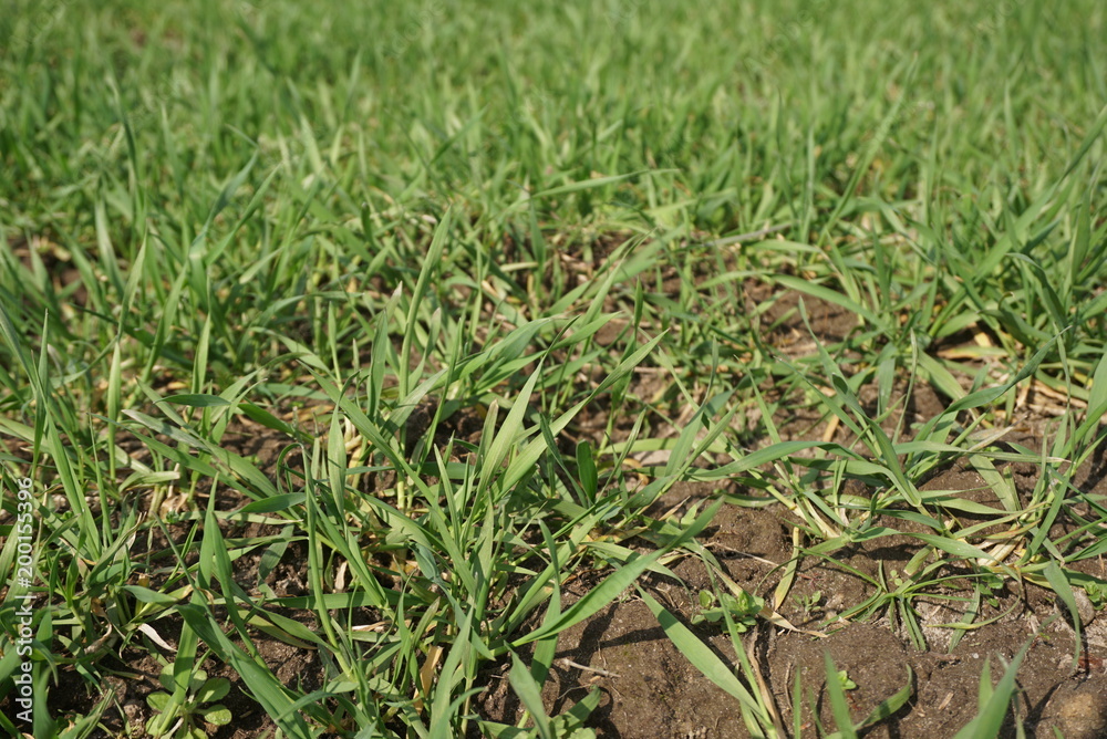 Wheat in a field. Green young sprouting seeds. Agricultural background Wheat in a field. Green young sprouting seeds. Agricultural background